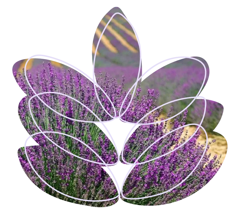 Lavanda fotografía