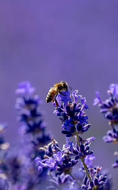 Abeja