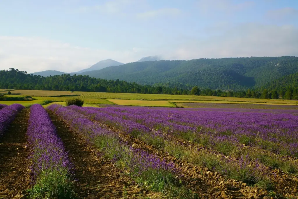 lavanda moratalla