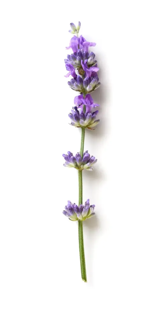 Tallo lavanda