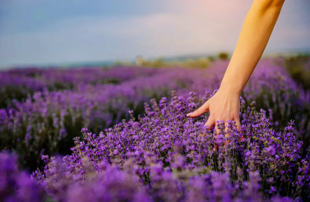lavanda moratalla