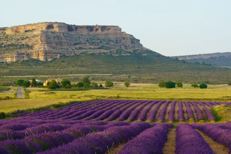 lavanda moratalla